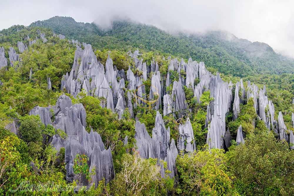 پارک ملی گونونگ مولو در ساراواک - مالزی | علاءالدین تراول