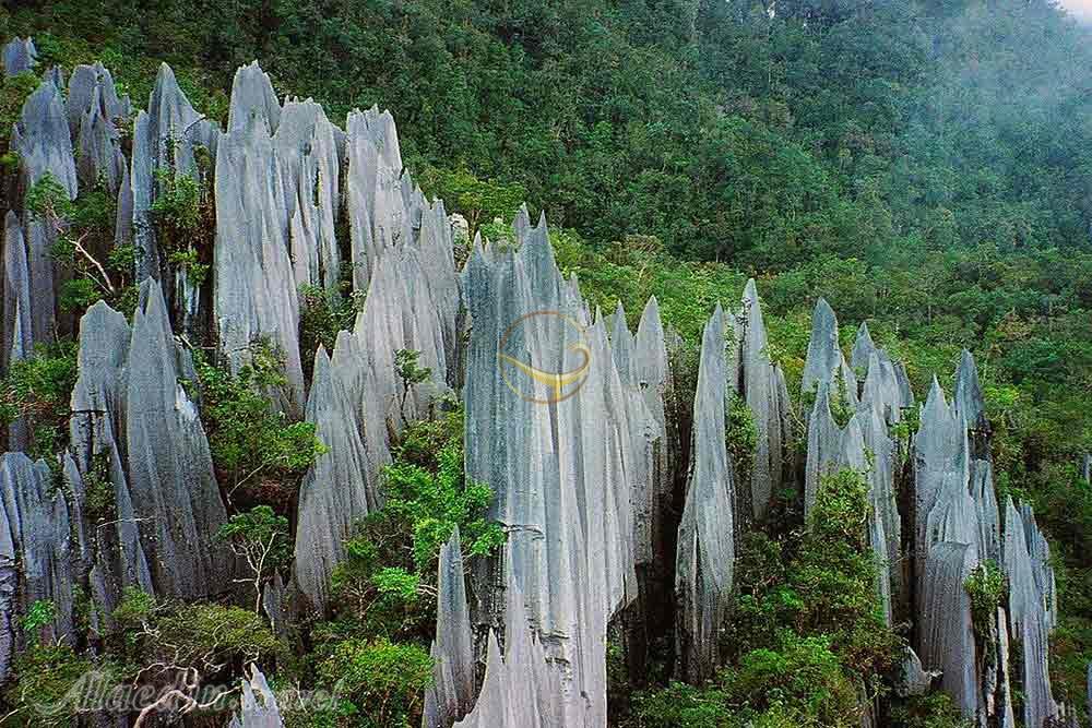 پارک ملی گونونگ مولو در ساراواک - مالزی | علاءالدین تراول