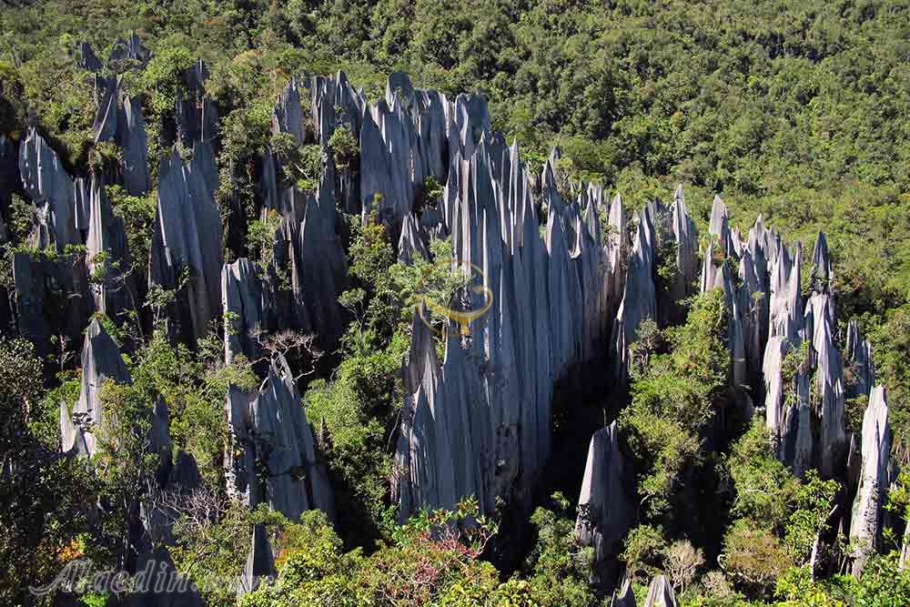 پارک ملی گونونگ مولو در ساراواک - مالزی | علاءالدین تراول