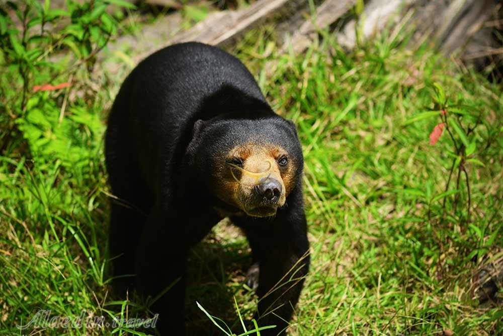 مرکز حیات وحش ماتانگ در ساراواک | علاءالدین تراول