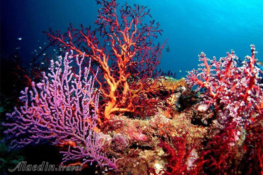 پارک ملی صخره های مرجانی میری سیبوتی ساراواک - مالزی | علاءالدین تراول