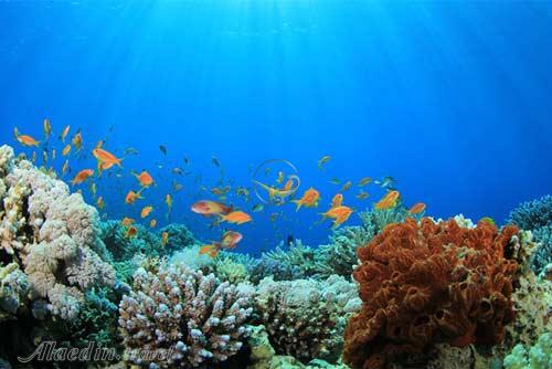 پارک ملی صخره های مرجانی میری سیبوتی ساراواک - مالزی