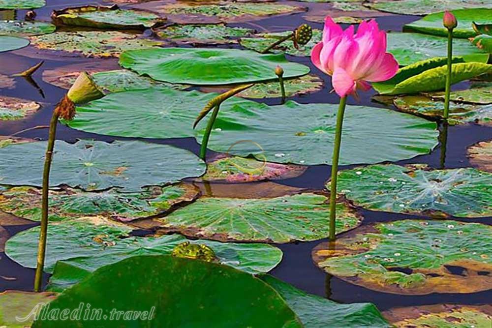 تالاب حمید آباد ساری | علاءالدین تراول