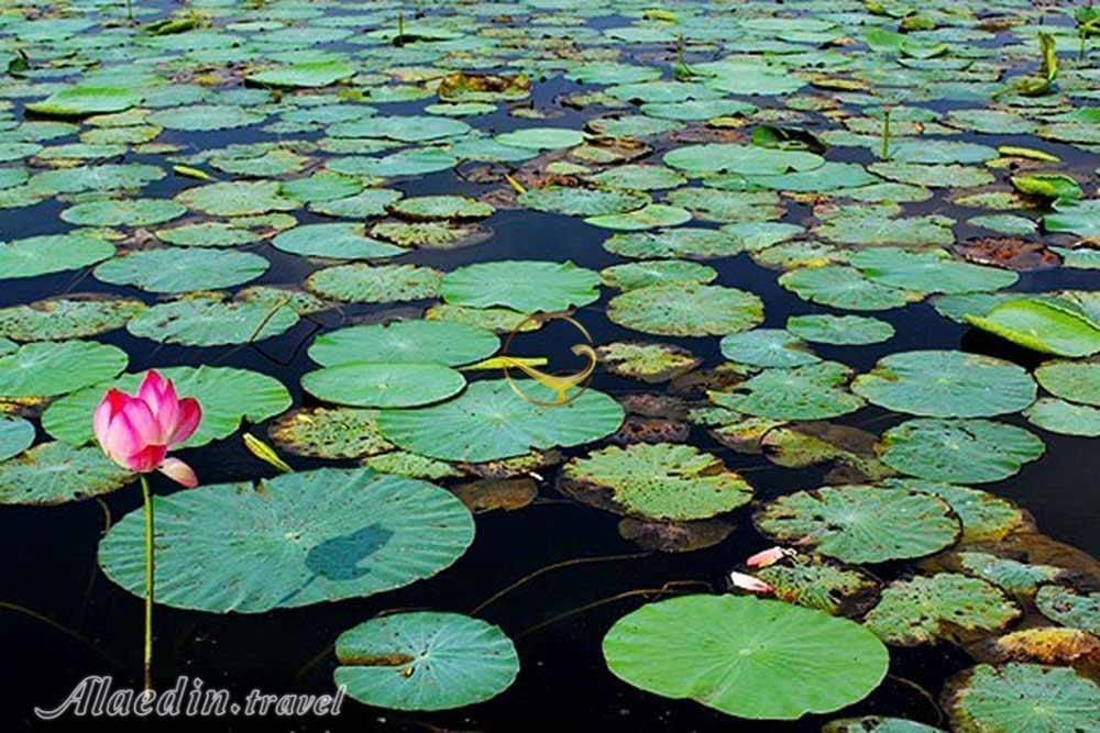 تالاب حمید آباد ساری | علاءالدین تراول