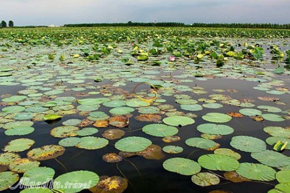 تالاب حمید آباد ساری | علاءالدین تراول