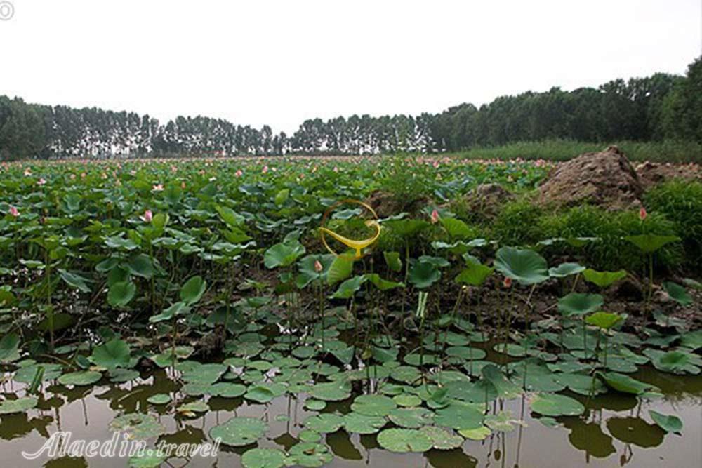پارک نیلوفر آبی ساری | علاءالدین تراول