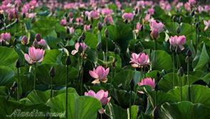 پارک نیلوفر آبی ساری