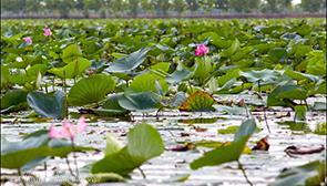 تالاب حمید آباد ساری