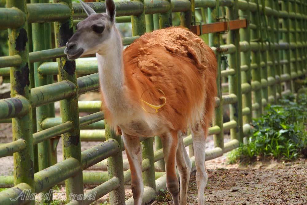 باغ وحش ملی مالزی در سلانگور | علاءالدین تراول