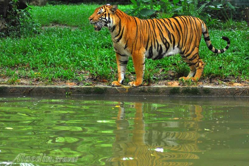 باغ وحش ملی مالزی در سلانگور | علاءالدین تراول