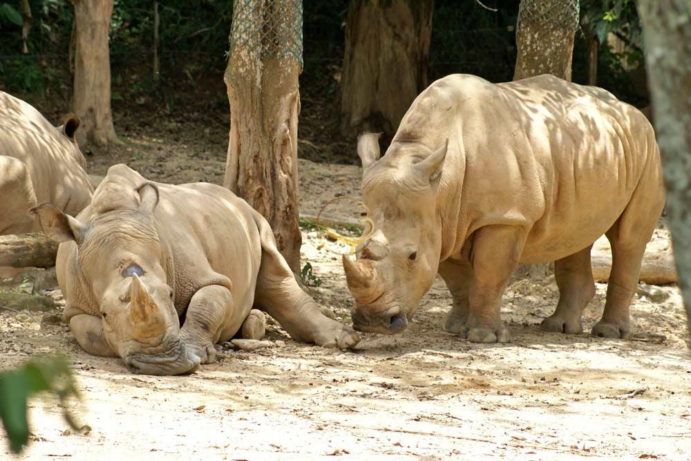 باغ وحش ملی مالزی در سلانگور | علاءالدین تراول