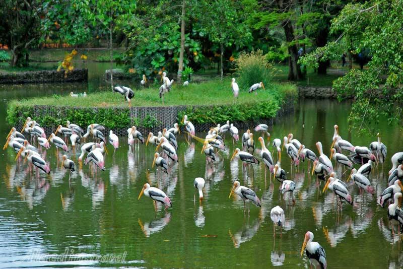 باغ وحش ملی مالزی در سلانگور | علاءالدین تراول