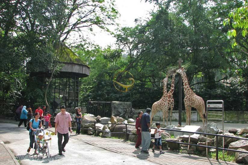 باغ وحش ملی مالزی در سلانگور | علاءالدین تراول