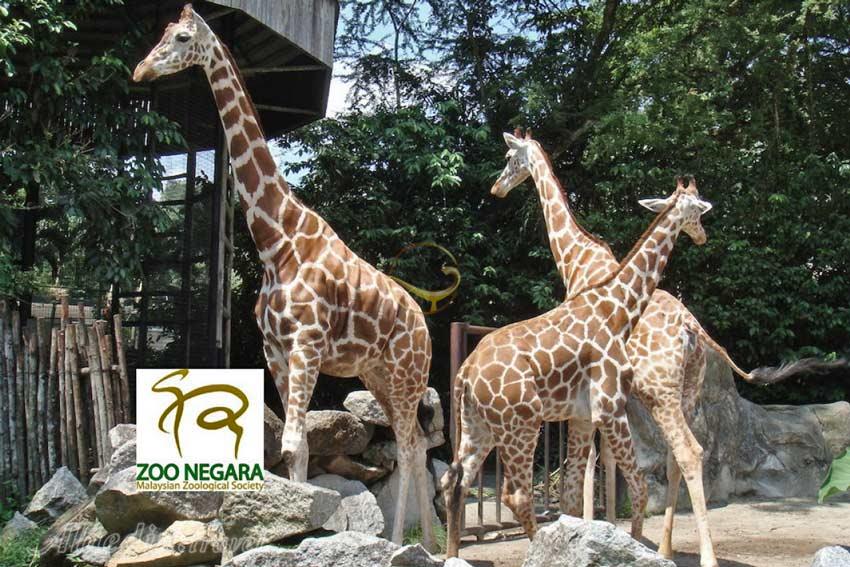 باغ وحش ملی مالزی در سلانگور | علاءالدین تراول