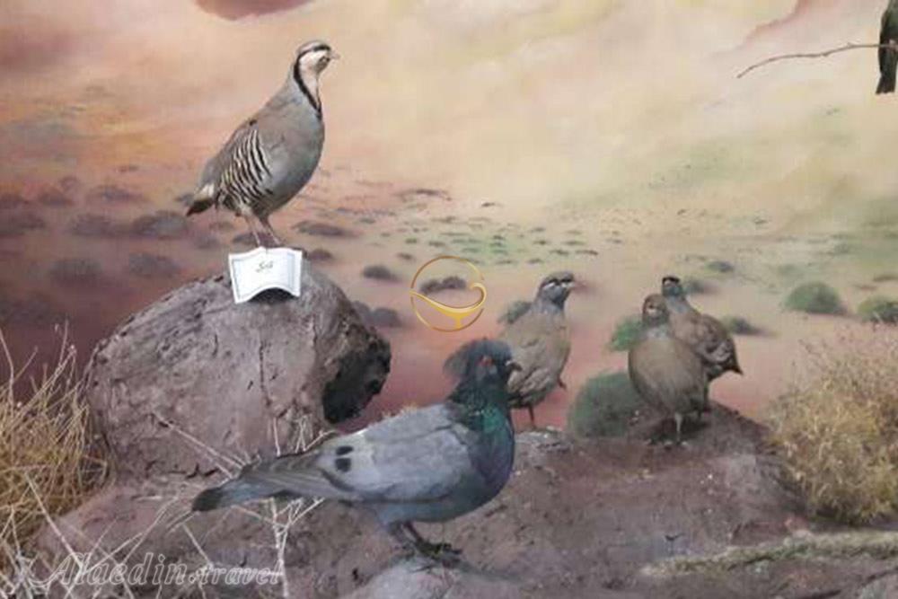 موزه تاریخ طبیعی سمنان | علاءالدین تراول