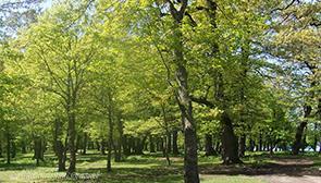 پارک جنگلی سوکان در سمنان