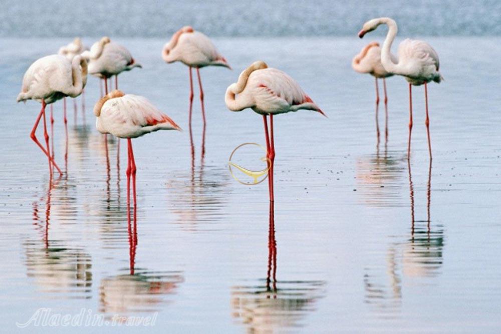 تالاب شادگان خوزستان | علاءالدین تراول