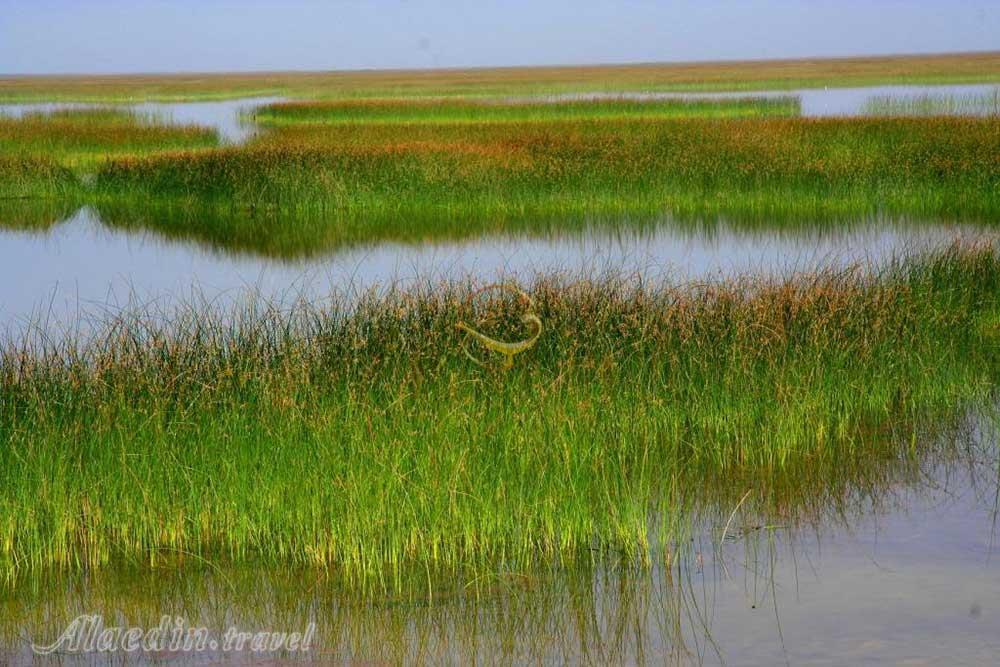 تالاب شادگان خوزستان | علاءالدین تراول