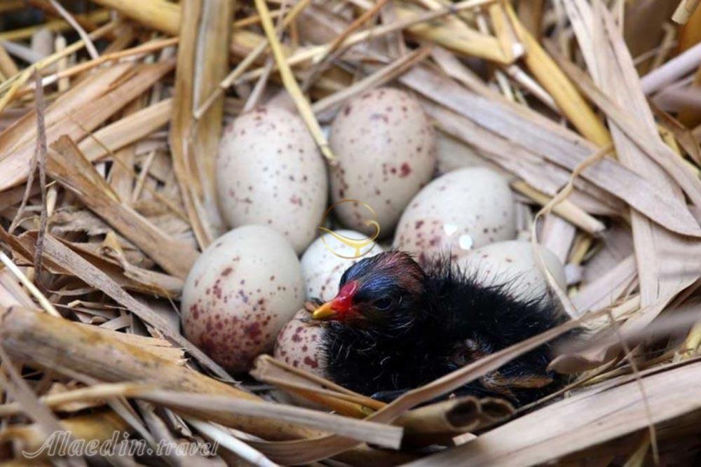 تالاب شادگان خوزستان | علاءالدین تراول