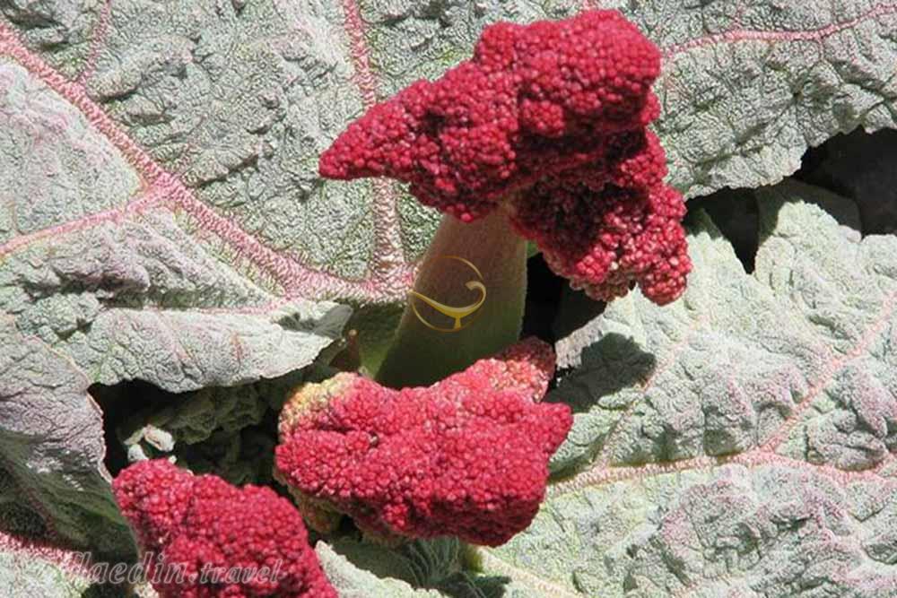 دشت ریواس در شهر بابک | علاءالدین تراول