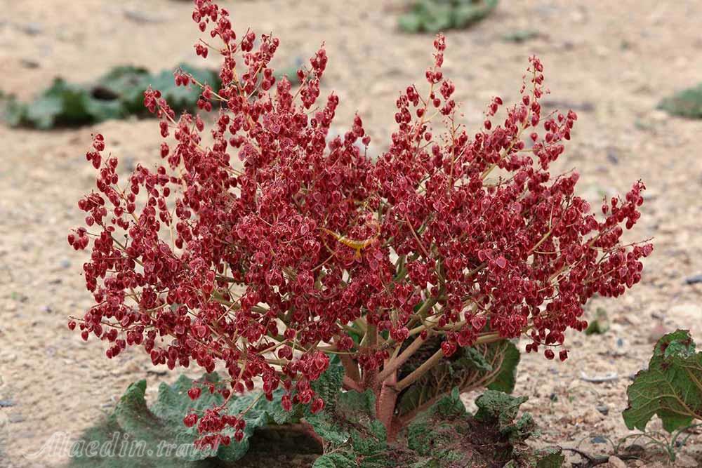 دشت ریواس در شهر بابک | علاءالدین تراول