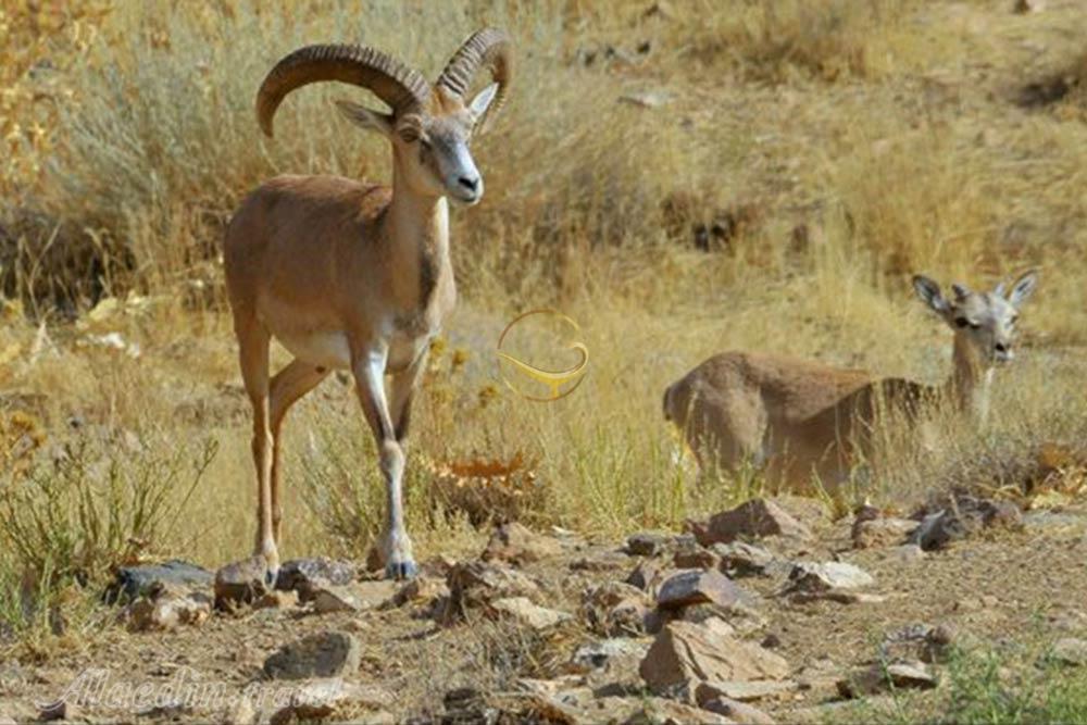 پارک ملی تنگ صیاد در شهرکرد | علاءالدین تراول