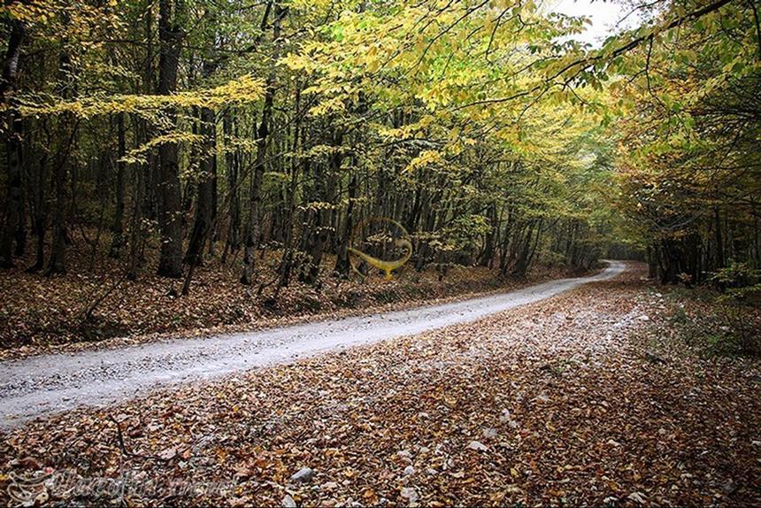 جنگل دشت شاد شاهرود | علاءالدین تراول