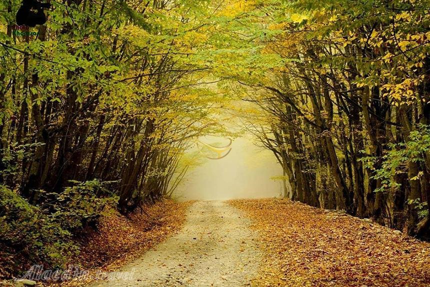 جنگل دشت شاد شاهرود | علاءالدین تراول