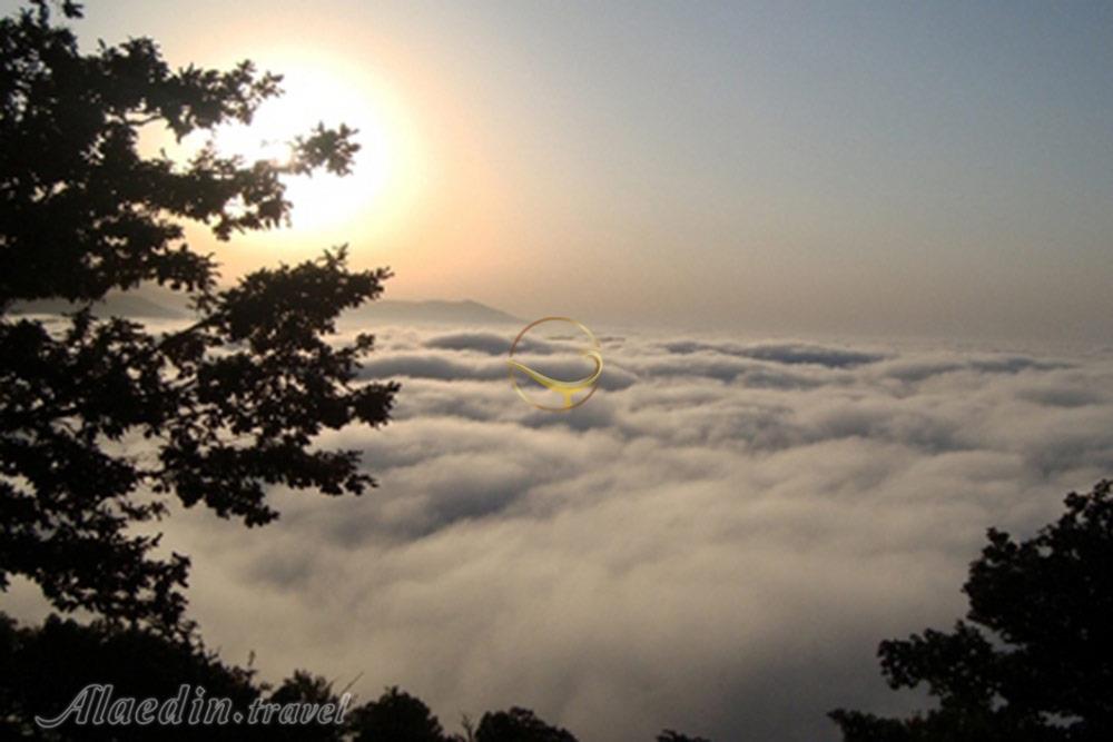 جنگل قطری شاهرود | علاءالدین تراول