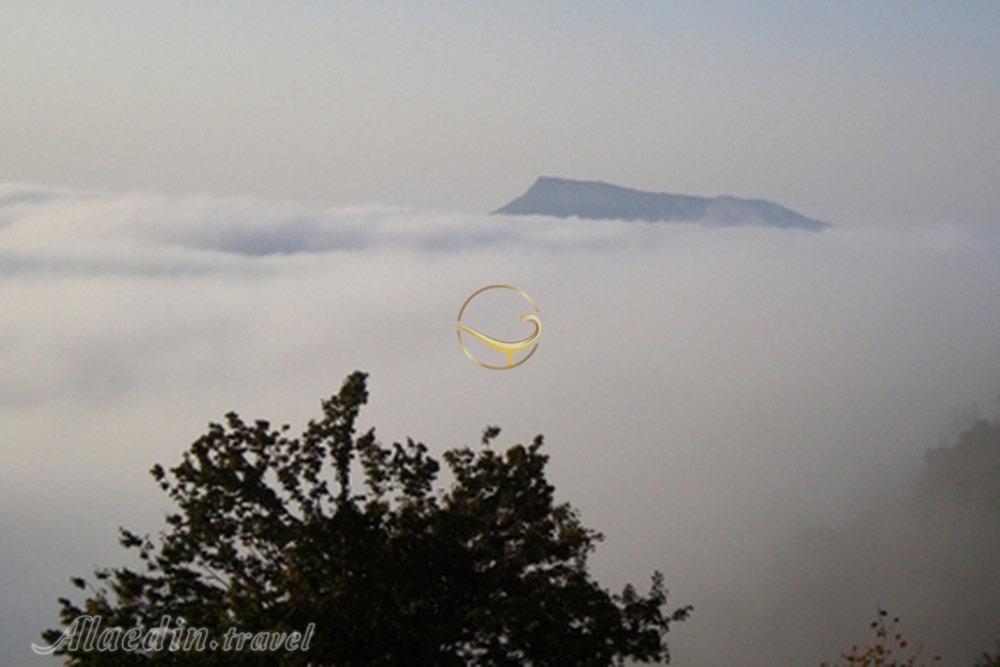 جنگل قطری شاهرود | علاءالدین تراول