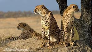 پناهگاه حیات وحش توران در شاهرود