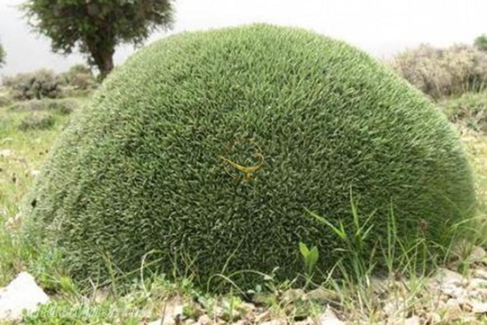 منطقه حفاظت شده ارژن شیراز | علاءالدین تراول