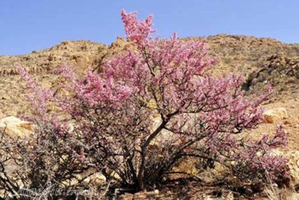 منطقه حفاظت شده ارژن شیراز | علاءالدین تراول