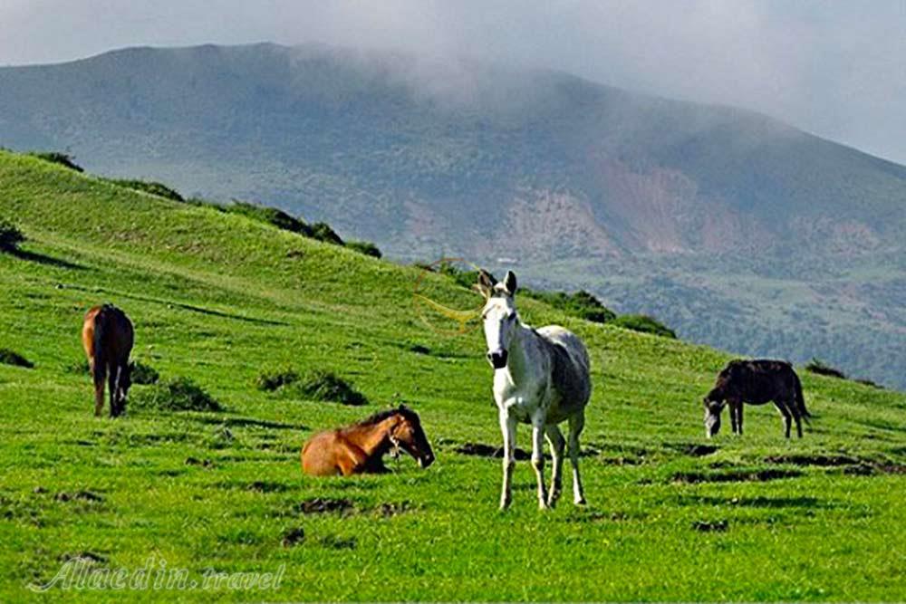 ییلاقات مرتفع دیلمان در سیاهکل | علاءالدین تراول