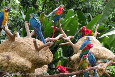 باغ پرندگان جورونگ سنگاپور