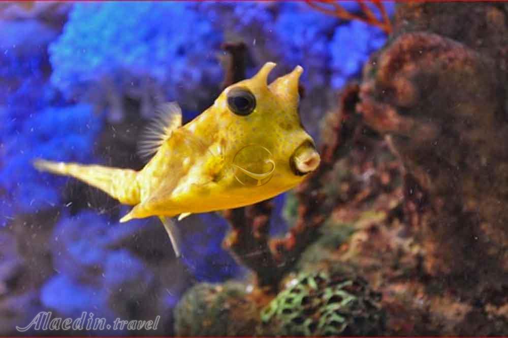 پارک اقیانوسی دیسکاوری ورلد سوچی روسیه | علاءالدین تراول