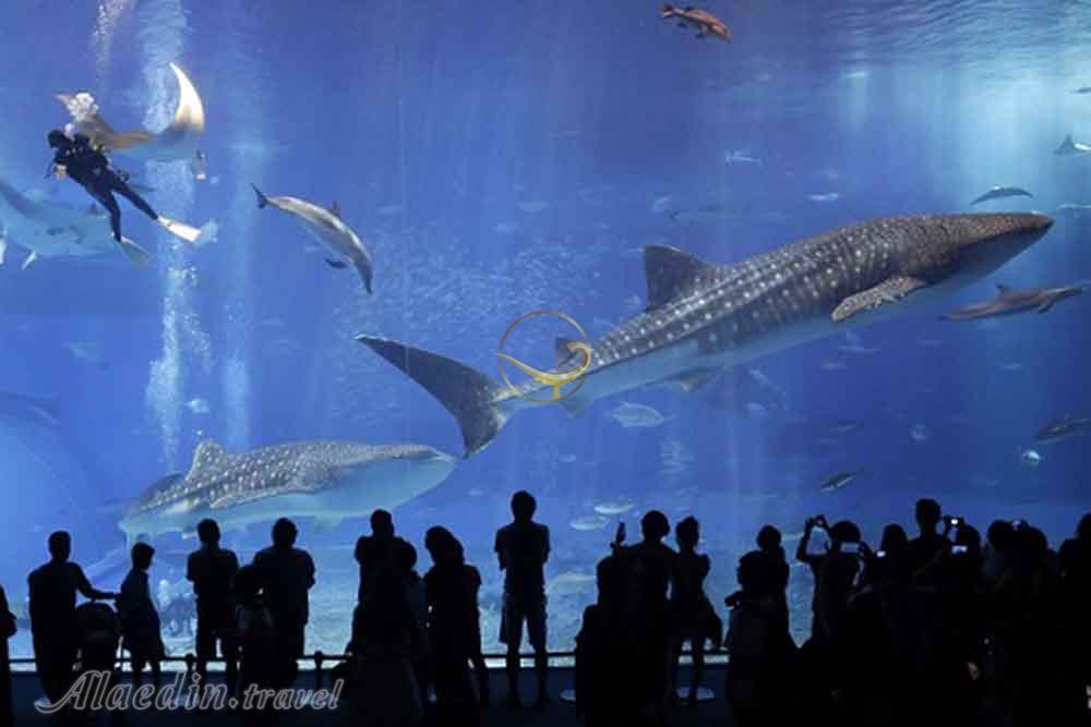 پارک اقیانوسی دیسکاوری ورلد سوچی روسیه | علاءالدین تراول