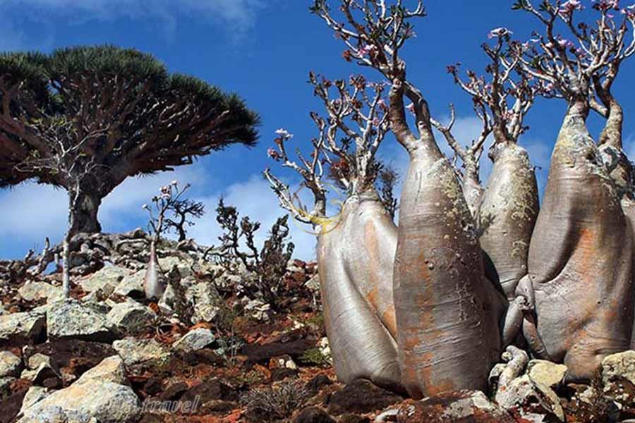 جزیره سقطرا در یمن | علاءالدین تراول