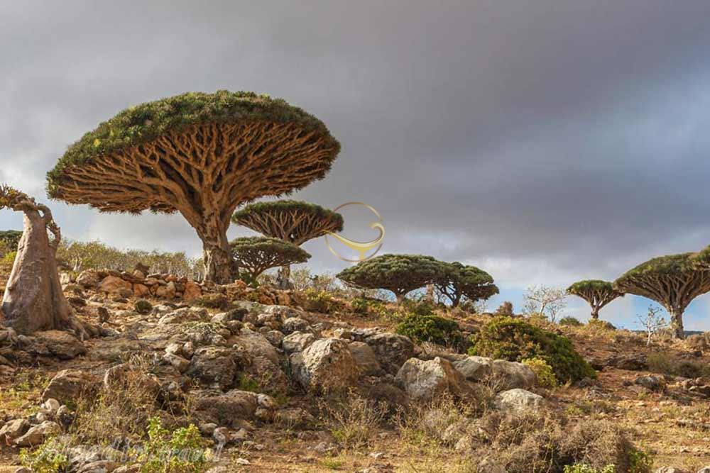 جزیره سقطرا در یمن | علاءالدین تراول