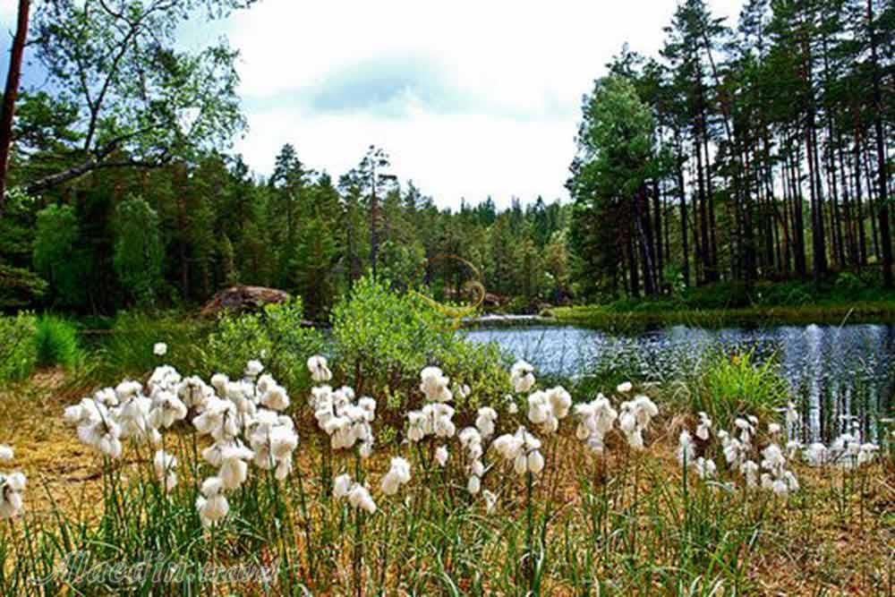 رویال پارک ملی استهکلم - سوئد | علاءالدین تراول