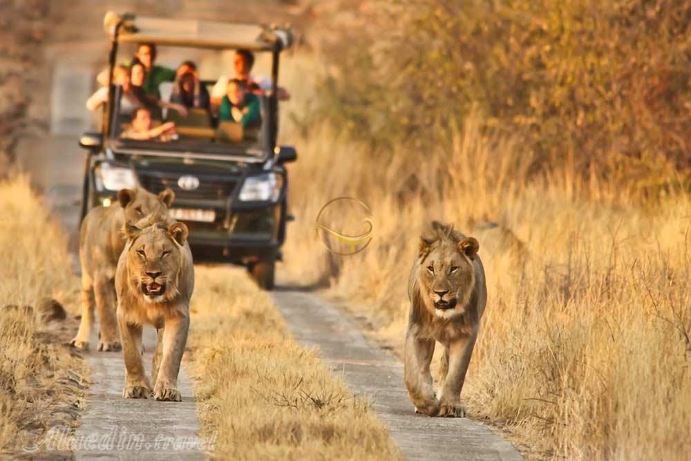 پارک ملی پیلانسبرگ سان سیتی | علاءالدین تراول