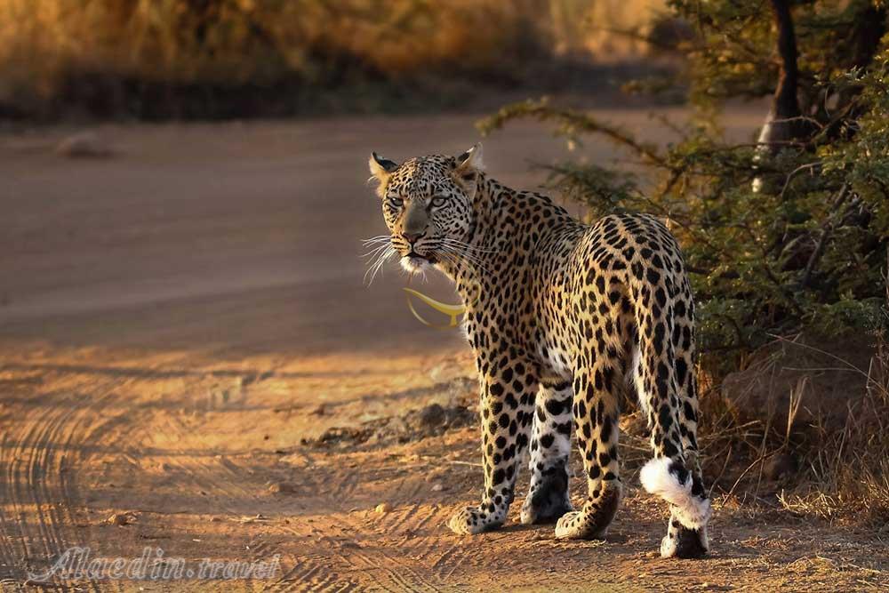 پارک ملی پیلانسبرگ سان سیتی | علاءالدین تراول