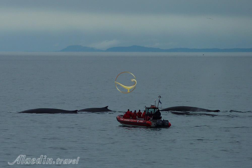 تماشای نهنگ ها در تادوساک - کانادا | علاءالدین تراول