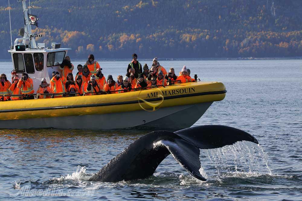 تماشای نهنگ ها در تادوساک - کانادا | علاءالدین تراول