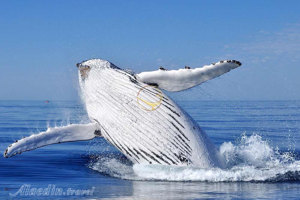 تماشای نهنگ ها در تادوساک - کانادا | علاءالدین تراول