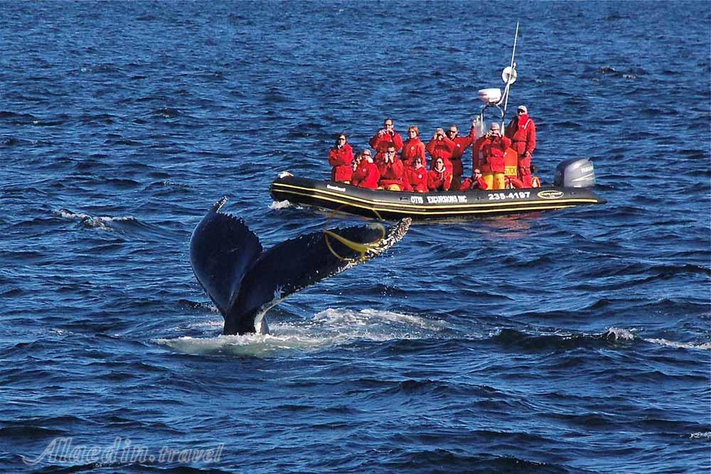 تماشای نهنگ ها در تادوساک - کانادا | علاءالدین تراول