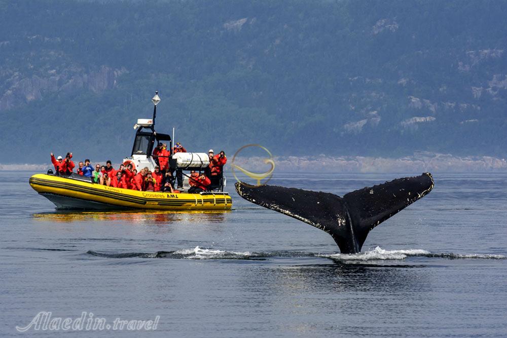 تماشای نهنگ ها در تادوساک - کانادا | علاءالدین تراول