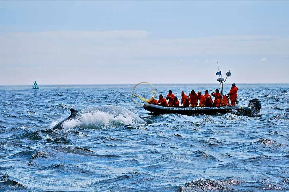 تماشای نهنگ ها در تادوساک - کانادا | علاءالدین تراول