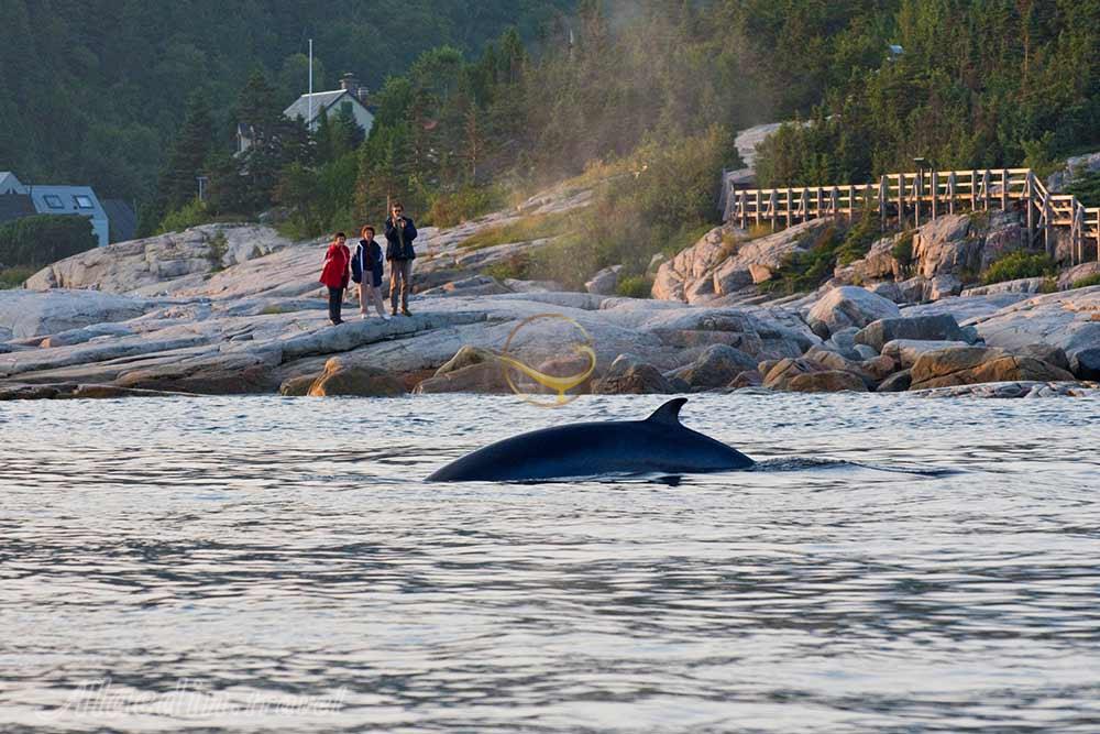 تماشای نهنگ ها در تادوساک - کانادا | علاءالدین تراول