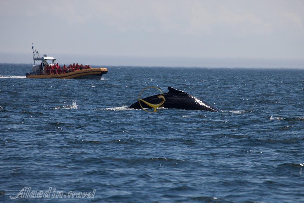 تماشای نهنگ ها در تادوساک - کانادا | علاءالدین تراول